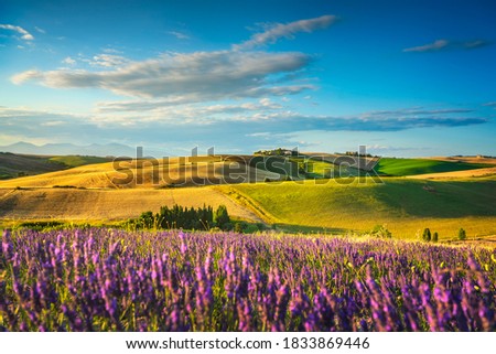 Lavender flowers in Tuscany, rolling hills and green fields. Santa Luce, Pisa Italy, Europe