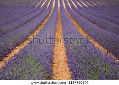 Similar – #A# Lavender Width