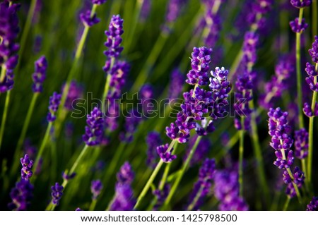 Similar – #A# Purple Wind