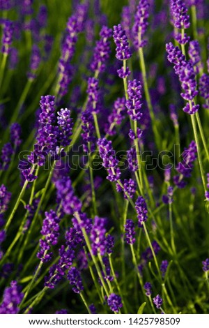 Similar – #A# Purple Wind