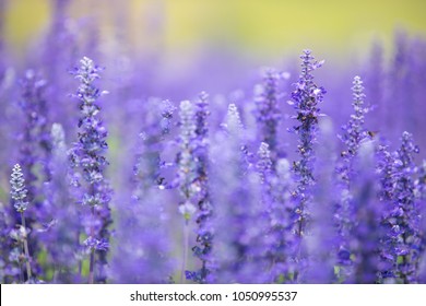 Lavender in garden - Shutterstock ID 1050995537