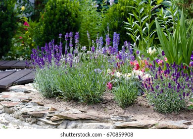 Lavender In The Garden