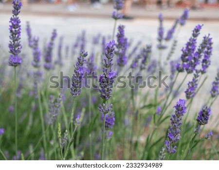 lavender garden in kuyucak ısparta, turkey, blurredbackground  Stock photo © 