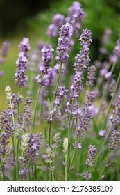 Lavender In The Garden.bush. Spicy Herb. Purple Flowers. Aromatherapy. Sleeping Herb.lavender In The Garden. Lavender Bush In Open Ground. Lilac Lavender Flowers. Spices