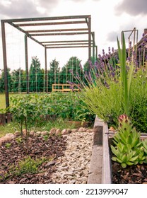 Lavender Growing In A Crate In A Small Home Garden