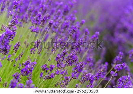 Similar – Image, Stock Photo Delicious Lavender Nature