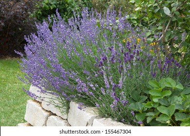 Lavender Growing In Garden