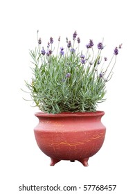 Lavender Herb Plant In Flower Growing In A Terracotta Pot, Over White Background.