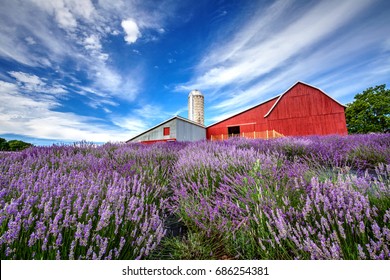 Lavender Hill Farm