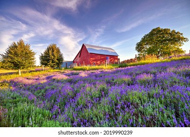 Lavender Hill Farm Horton Bay MI - Shutterstock ID 2019990239