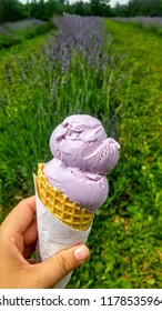 Lavender Icecream In Lavender Fields, Terre Bleu Ontario Canada