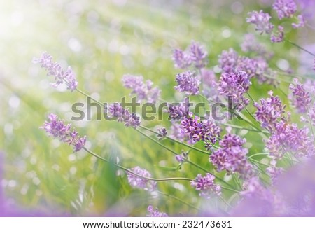 Similar – Image, Stock Photo wild lavenders in the field, a sunny day