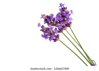 Lavender Isolated On White Background