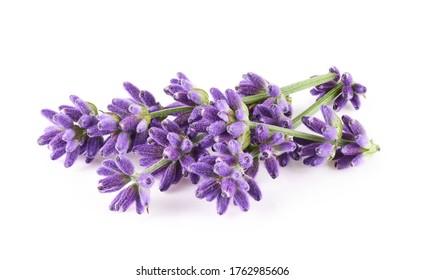 Lavanda aislada fondo blanco