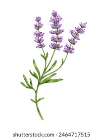 Lavanda aislada sobre fondo