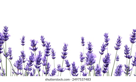 Lavanda aislada en un