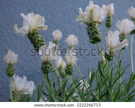 Lavender Javelin Forte White, Spanish lavender or topped lavender or French lavender with bee.