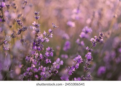 Lavender landscape, floral background for banner. Lavender field in Provence in soft sunlight. Photo with blooming lavender. Lavender flowers with bokeh on sunset closeup. Composition of nature. - Powered by Shutterstock
