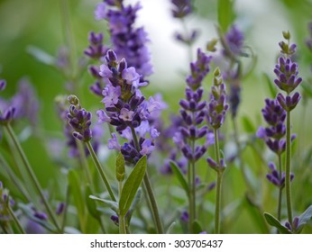 Lavender / Lavandula Angustifolia