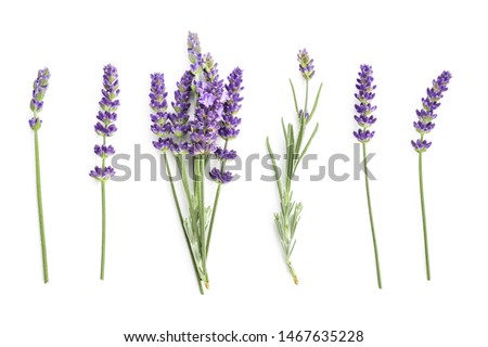 Lavender lavandula flowers and bunch collection closeup isolated on white top view