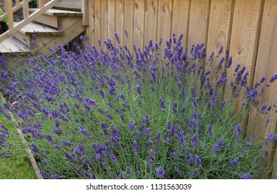 Lavender (Lavandula 'Hidecote') In A Country Cottage Garden In Rural DEvon, England, UK