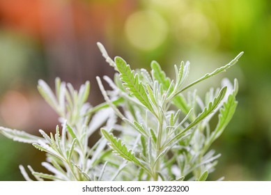 Lavender Leaf In The Garden Field / Lavender Goodwin Creek For Herb