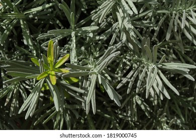 Lavender Leaf In The Garden Field / Lavender Goodwin Creek For Herb