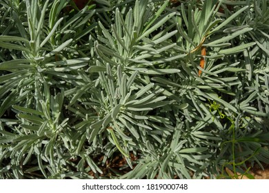 Lavender Leaf In The Garden Field / Lavender Goodwin Creek For Herb