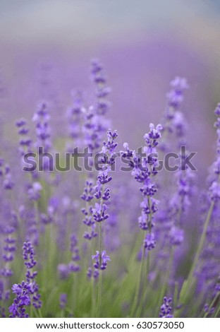 Similar – timeless | lavender scent