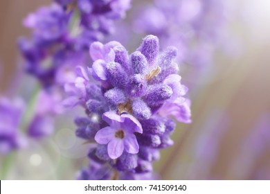 Lavender Macro