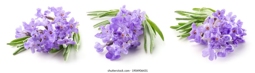 Lavender macro. Lavender flowers isolated. Bunch of lavender on white. Set on white background. Full depth of field. - Shutterstock ID 1904906431