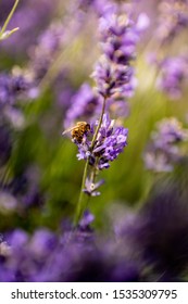 Lavender ,Mayfield Lavender Farm 2019