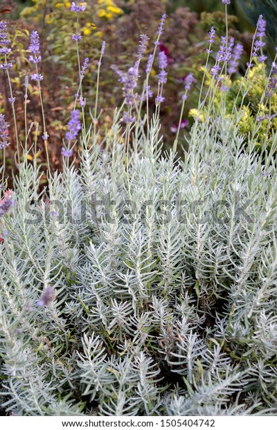 Lavender Narrowleaf Variety Lavandula Angustifolia Richard Stock Images, Photos, Reviews
