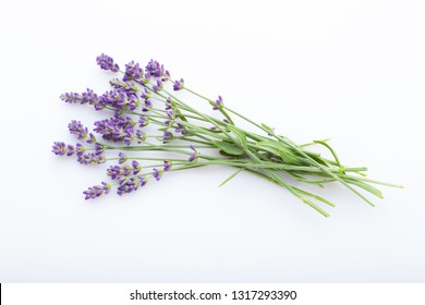 Lavendel auf weißem Hintergrund - Blumen und Pflanzen