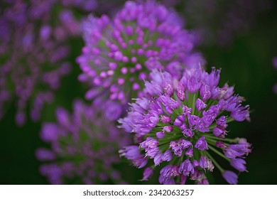 Lavender ornamental onion flowers blooming
