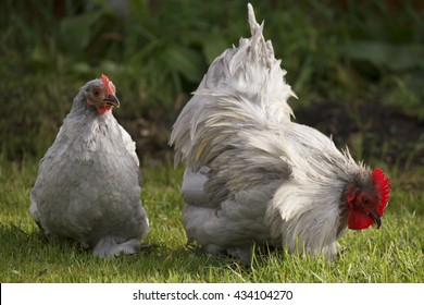 Lavender Pekin Bantam Chicken  