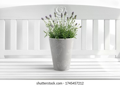 Lavender Plant In Ceramic Pot On A White Bench.