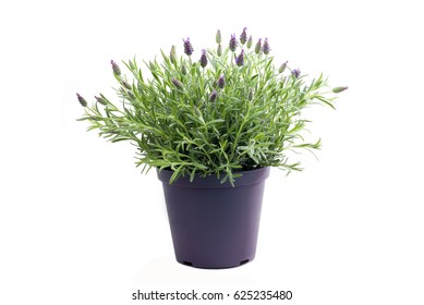 Lavender Plant Isolated On White Background