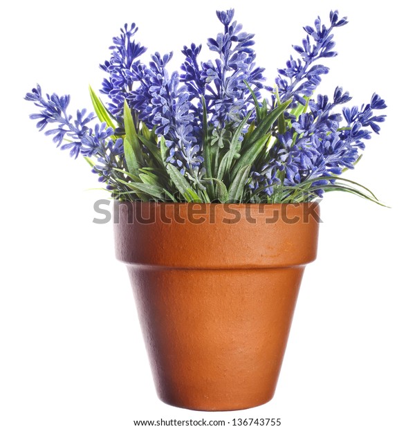 Lavender Plant Pottery Clay Terracotta Pot Stock Photo 136743755 ...