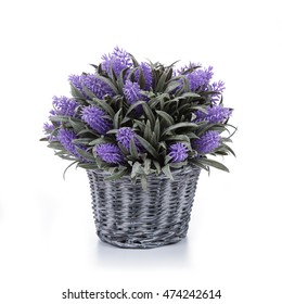 Lavender With Planter Isolated White