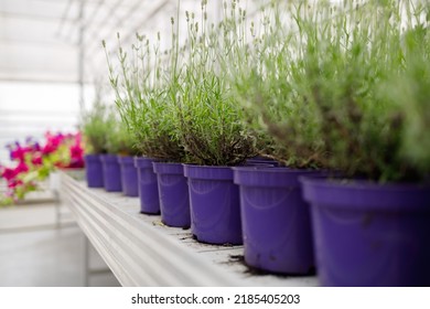 Lavender plants seedlings on shelves in greenhouse. Potted lavender for sale - Powered by Shutterstock