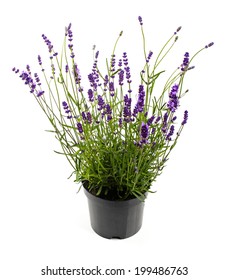 Lavender In Pot Isolated On White