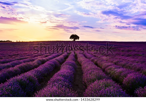 Lavender Purple Field Beautiful Sunset Lines Stock Photo (Edit Now ...