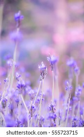 Lavender purple flowers blooming, soft and selective focus. - Shutterstock ID 555723715