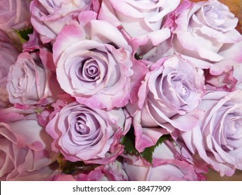 Lavender And Purple Roses