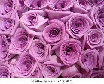 Lavender Roses