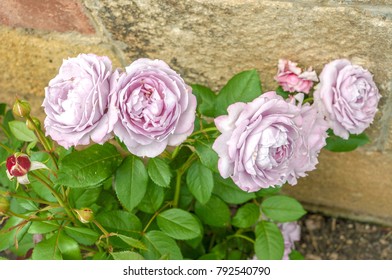 Lavender Roses Image