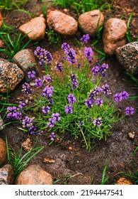 Lavender In Round Flower Bed. View From Above.