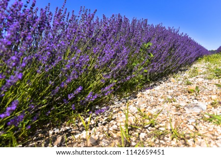 Similar – Lavender I Environment