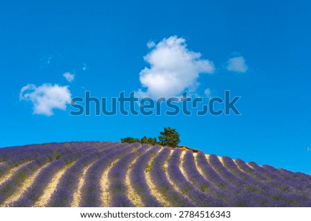 Lavender rows creating patterns on a hill with a single tree under a summer sky